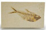 Detailed Fossil Fish (Diplomystus) - Wyoming #318613-1